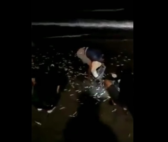 Beredar Video Ikan Loncat ke Daratan di Pantai Bali