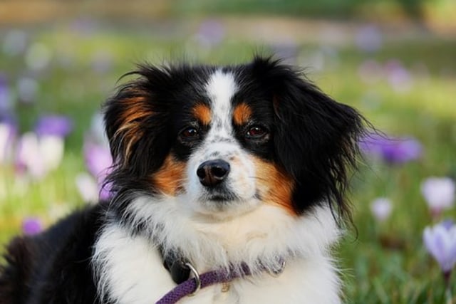 Ilustrasi anjing. Foto: Pixabay
