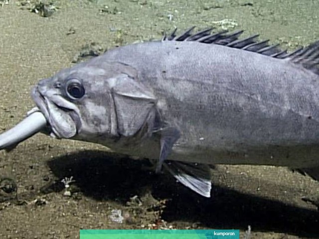 Seekor ikan laut dalam makan memangsa seekor hiu utuh dengan satu kali telan. Foto: NOAA Office of Ocean Exploration and Research