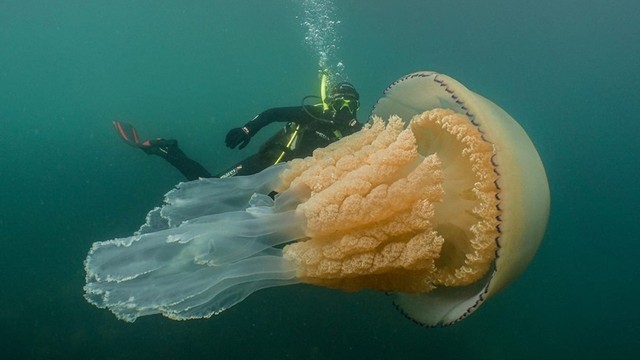 Ubur-ubur barrel, spesies ubur-ubur raksasa. Foto: Lizzie Daly Wildlife/Facebook