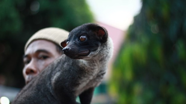 Musang bulan saat dimainkan oleh majikkannya pada gathering MALAM di Lapangan PKOR, Way Halim, Minggu (21/7) | Foto : Dimas Prasetyo/Lampung Geh