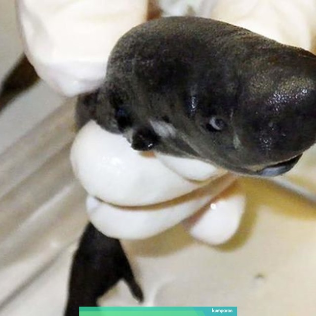 Hiu 'glow in the dark' yang ditemukan di Teluk Meksiko. Foto: Mark Grace/NOAA