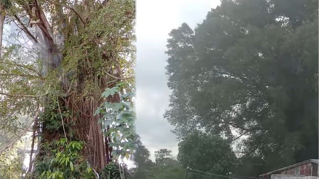 Pohon Beringin Berusia Ratusan Tahun yang Tumbang Dikenal Angker