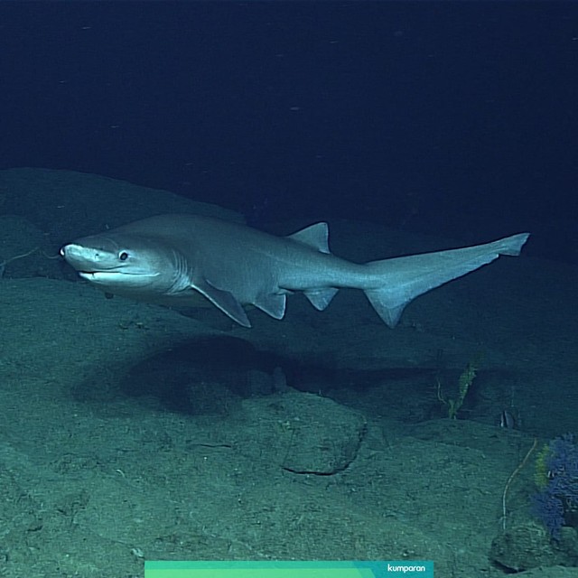 Ilustrasi hiu sixgill. Foto: wikimedia.org