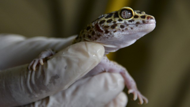 Tokek impor yang ditangani oleh petugas BKSDA Aceh. Foto: AFP/CHAIDEER MAHYUDDIN