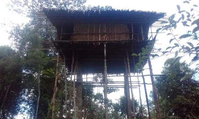 Rumah adat Suku Korowai di Kabupaten Asmat, Papua. (Dok: Kantor Disrik Korowai) 
