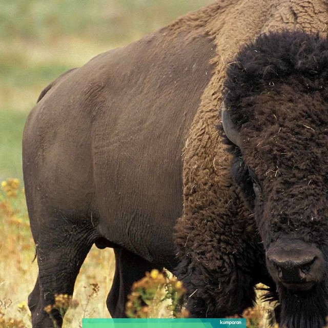 Bison. Foto: Pixabay