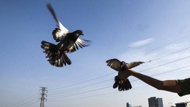 Burung dara jantan menghampiri burung dara betina sebagai latihan untuk balap, di Jakarta, Rabu (24/7). Foto: ANTARA FOTO/Muhammad Adimaja