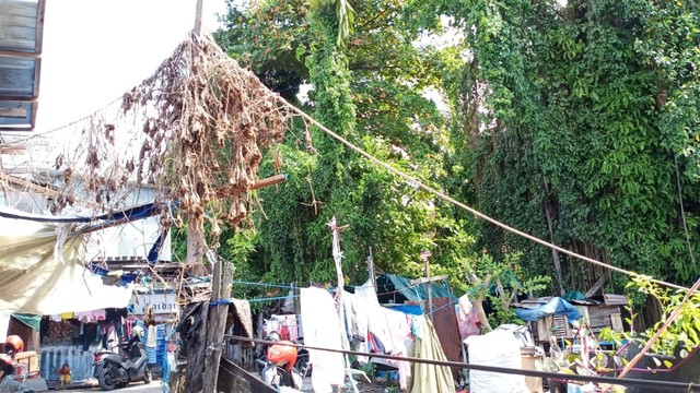 Pohon beringan yang berhantu di Gang Haidar RT 6, Jalan Pangeran Samudera, Kelurahan Kertak Baru Ulu, Kecamatan Banjarmasin Tengah. Warga sering mendengar suara mistis sehingga hendak ditebang. Foto: Zahidi/banjarhits.id