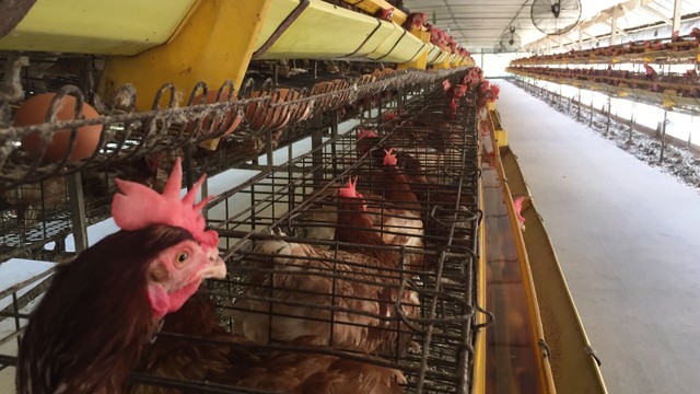 Suasana kandang ayam Research Japfa Comfeed Indonesia Tbk di Mojokerto, Jawa Timur. Foto: Abdul Latif/kumparan