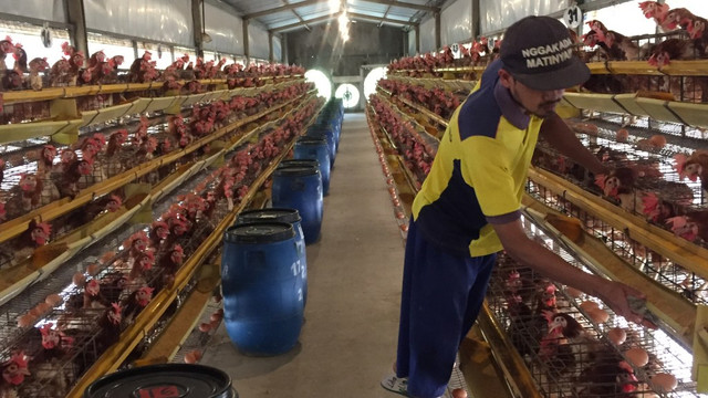 Petugas membersihkan kandang ayam Research Japfa Comfeed Indonesia Tbk di Mojokerto, Jawa Timur. Foto: Abdul Latif/kumparan