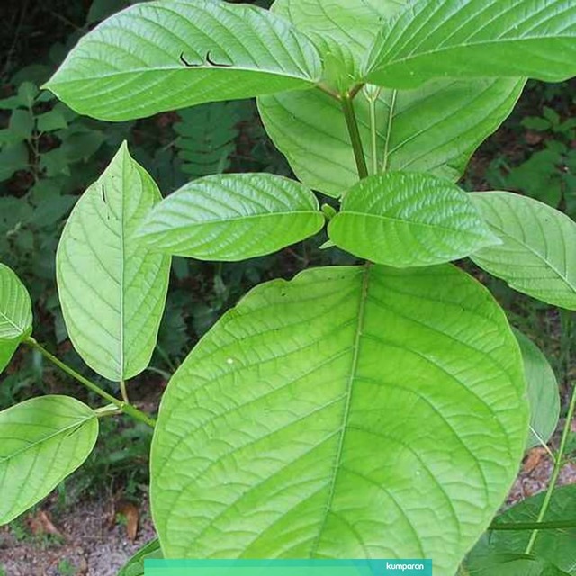 Daun Kratom. Foto: Wikimedia commons
