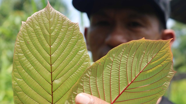 Daun Kratom. Foto: AFP/LOUIS ANDERSON