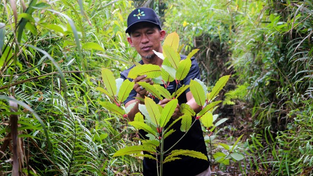 Penanam kratom di Pontianak, Kalimantan Barat. Foto: AFP/LOUIS ANDERSON