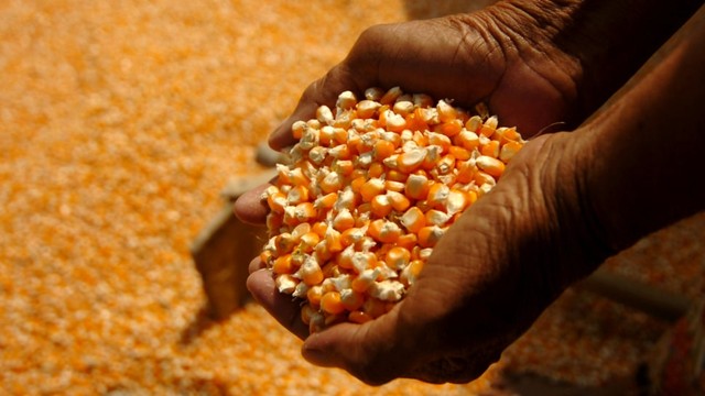 Ilustrasi jagung. Foto: ANTARA FOTO/Oky Lukmansyah