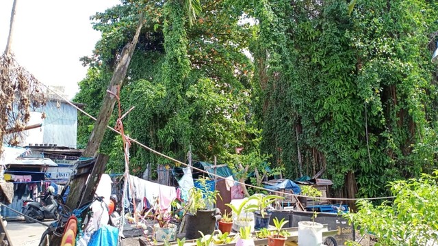 Pohon beringin yang konon berhantu dan angker di lingkungan Gang Haidar, Kelurahan Kertak Baru Ulu, Kota Banjarmasin. Dinas LH Banjarmasin segera memangkas sebagian dahan pohon berhantu pada Jumat, 26 Juli 2019. Foto: Zahidi/banjarhits.id