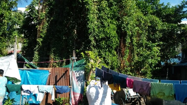 Pohon beringin angker di Gang Haidar RT 6 dan 7, Kelurahan Kertak Baru Ulu, Banjarmasin. Pohon ini sering bikin bergidik karena aura mistis dan hendak ditebang Pemko Banjarmasin. Foto: Muhammad Rahim/banjarhits.id