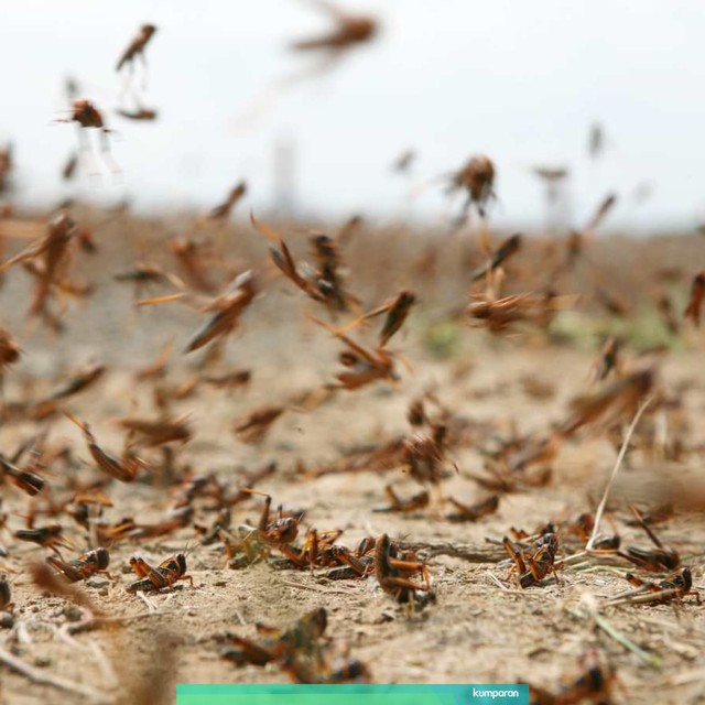 Ilustrasi Belalang. Foto: Getty Images