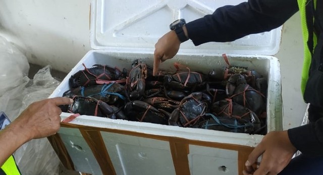 Kepiting asal Teluk Bintuni yang dikirimkan lewat kargo Sriwijaya Air. 