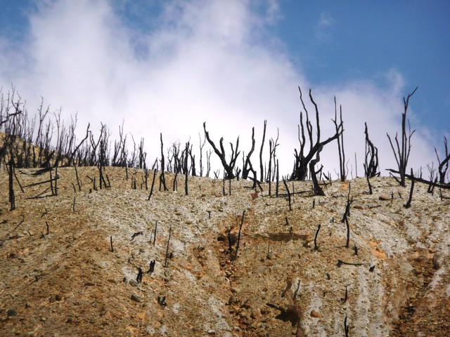 Hutan Mati, Gunung Papandayan Foto: Flickr / pjotr2121