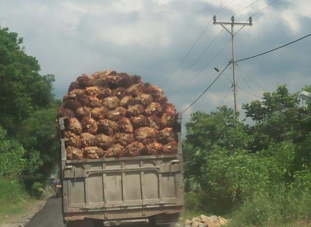 truk pengangkut tandan buah segar sawit yang melebih kapasitas muatan. Foto: Instagram @bang.midji