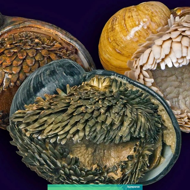 Siput cangkang besi. Foto: Chong Chen