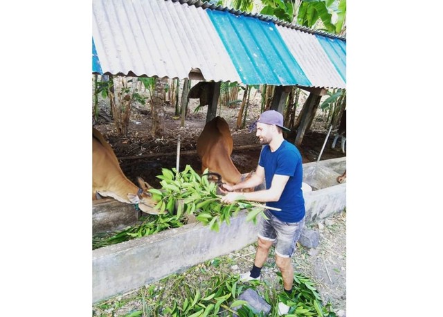Sapi Bali di Nusa Penida juga keras menjadi daya traik bagi turis asing dan mereka pun ikut memberi makan (IST)
