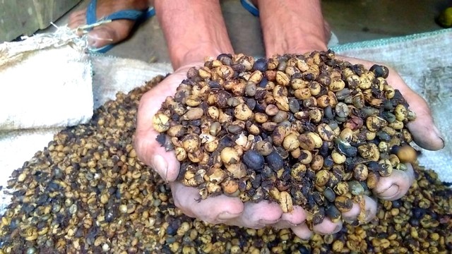 Kopi Pinogu tumbuh secara alami di kawasan hutan di Kabupaten Bone Bolango. Senin, (29/7). Foto : Rahmat Ali/banthayoid