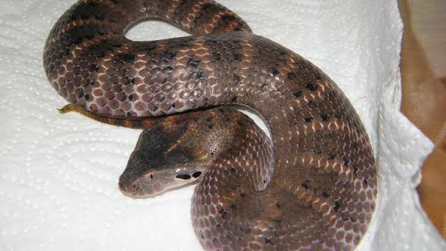 Beludak Australia atau Death Adder, jenis ular yang membunuh Bripka Desri di Papua. Foto: Dok. Istimewa