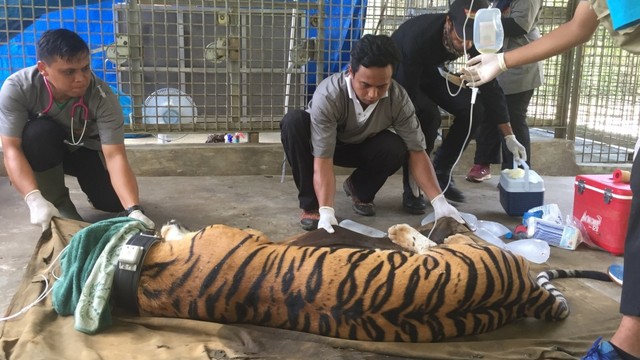 Pusat Rehabilitasi Harimau Sumatera Dharmasraya lepaskan 2 Ekor Harimau ke habitatnya. Foto: Ricky Febrian/kumparan
