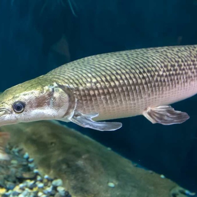 Ilustrasi Ikan Aligator. Foto: Getty Images/kumparan