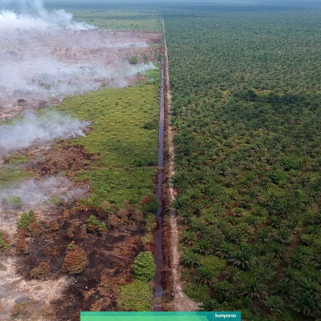 Ilustrasi lahan gambut. Foto: TARA FOTO/Wahdi Septiawan