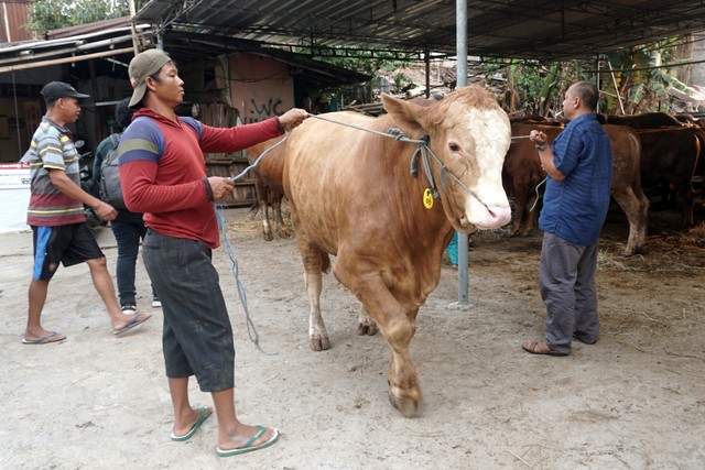 Penjual hewan kurban di kawasan Lenteng Agung, Jalan Srengseng Sawah, Jakarta Selatan. Foto: Iqbal Firdaus/kumparan