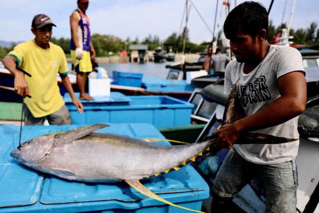 Ikan tuna hasil tangkapan nelayan tradisional di Dermaga Ulee Cot, Kota Banda Aceh, Aceh, Rabu (31/7), dengan harga jual 47 ribu rupiah per kilogram. Foto: Suparta/acehkini