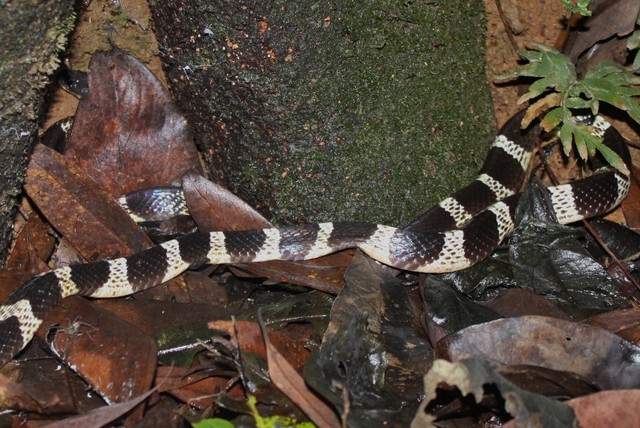 Krait berpita. Sumber gambar: Wikimedia Commons.