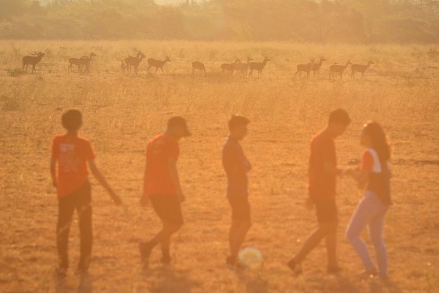 Pengunjung menikmati pemandangan di Taman Nasional Baluran, Banyuwangi, Jawa Timur, Rabu (31/7/2019). Foto: Antara/Budi Candra Setya