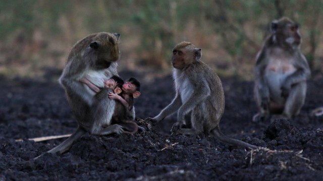 Sejumlah Kera Ekor Panjang (Macaca fascicularis) mencari makan di Taman Nasional Baluran, Banyuwangi, Jawa Timur, Rabu (31/7/2019). Foto: Antara/Budi Candra Setya