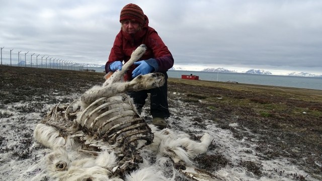 Rusa mati kelaparan di Norwegia. Foto: Norwegian Polar Institute via Facebook.