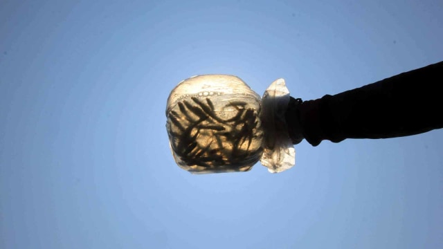 Bibit ikan yang akan dilepaskan di Desa Sungai Buntu, Karawang. Foto: Irfan Adi Saputra/kumparan