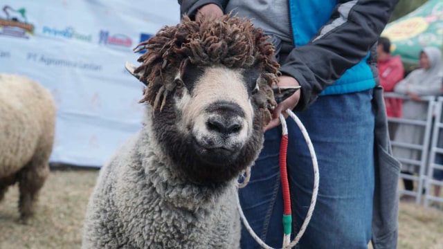 Domba Batur di Festival Domba Batur 2019. Foto: Helmi Afandi Abdullah/kumparan