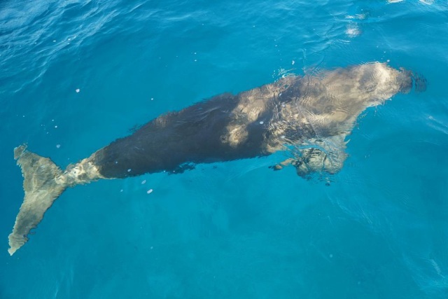 Mawar, dugong menggemaskan di Pantai Mali, Alor. Foto: Kementerian Pariwisata