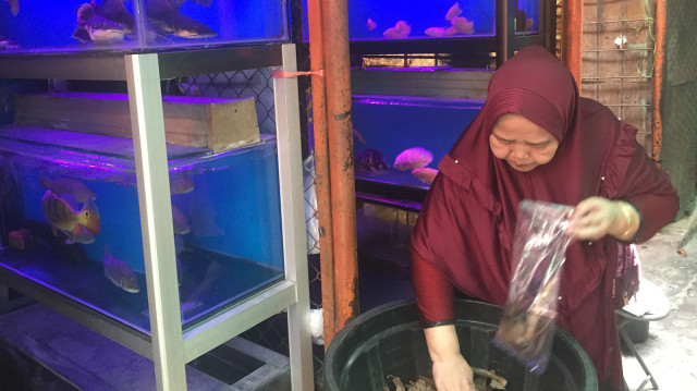 Pedagang ikan hias di Jalan Sumenep, Jakarta. Foto: Moh Fajri/kumparan