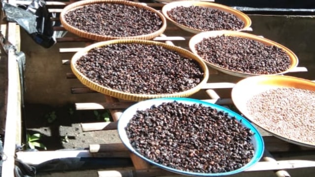 Biji kopi selangit asal Kabupaten Musi Rawas yang tengah dijemur, Senin (5/8) Foto: ist
