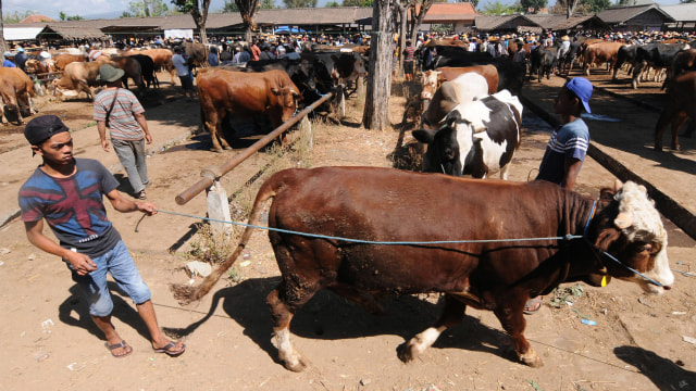 Seorang pedagang hewan membawa sapi miliknya yang akan dijual di Pasar Hewan. Foto: ANTARA FOTO/Aloysius Jarot Nugroho
