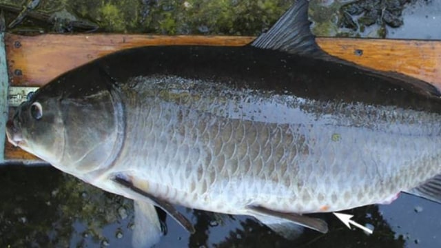 Ikan bigmouth buffalo yang masih hidup dengan usia tertua di dunia. Foto: Lackmann et al., Communications Biology, 2019