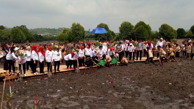 Iriana Widodo dan sejumlah istri menteri kabinet kerja menanam mangrove di Kel. Tanjung Piayu. Kec. Sei Beduk, Batam. Foto: Fahrian Saleh/kumparan