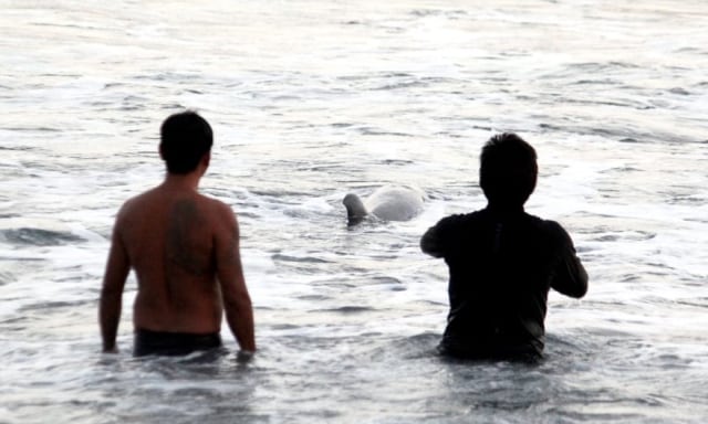 Paus Terdampar di Pantai Biaung, Gianyar Berhasil Diselamatkan