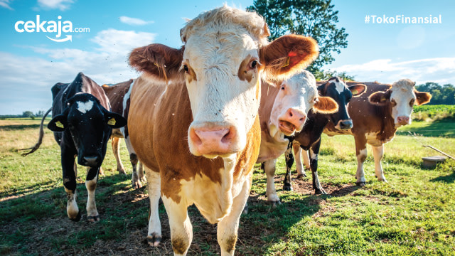 6 Cara Mengolah Daging Kurban yang Dijamin Enak