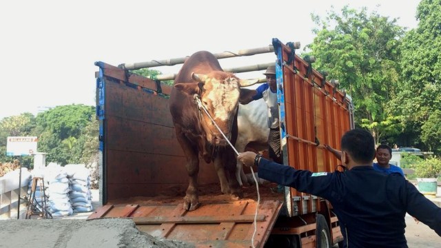 Sapi Wakil Presiden tiba di Masjid Istiqlal. Foto: Andesta Herli Wijaya/kumparan