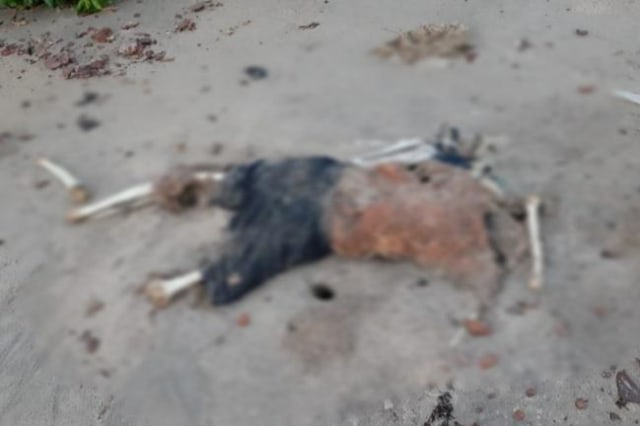 Mayat manusia tanpa tengkorak di Pantai Nusantara (Foto:ist)